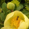 Paeonia mlokosevitschii